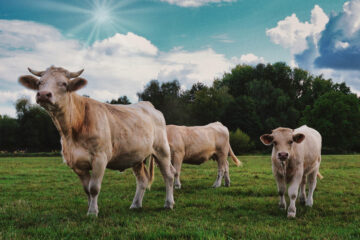 LOWTONE Voltage Fuel