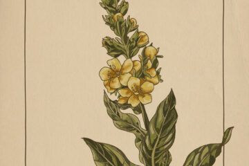 LONER DEER Great Mullei