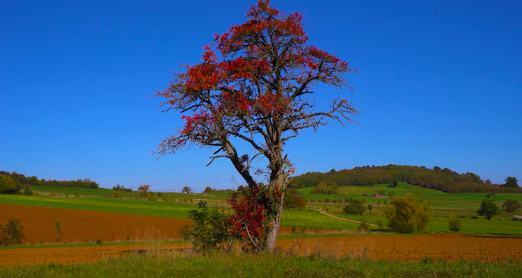 Maxime Domball Color Blind